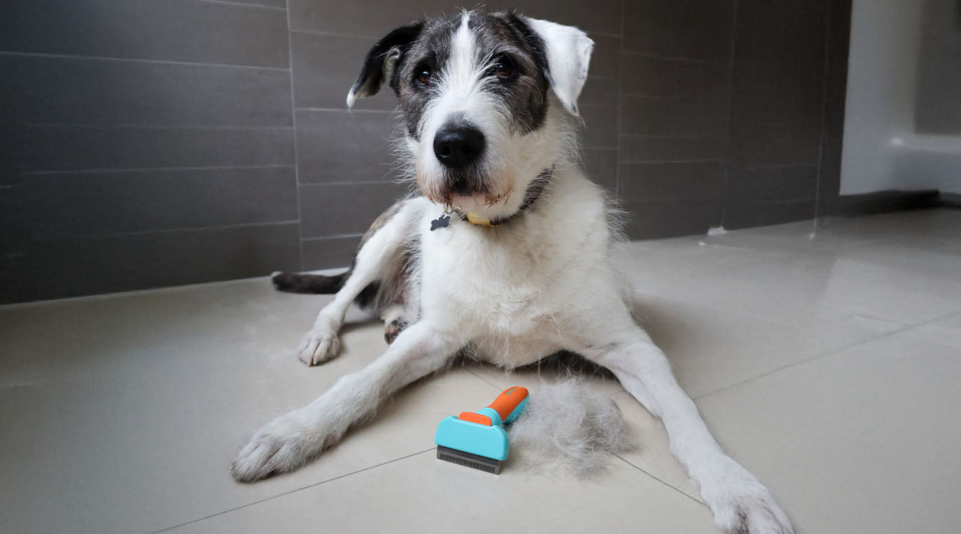 Fellpflege Hund vor dem Sommer – so unterstützt du deinen Vierbeiner optimal