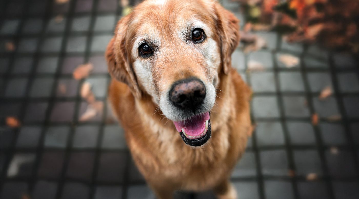 • Golden Retriever mit grauem Schnäuzchen blickt treu in Kamera
