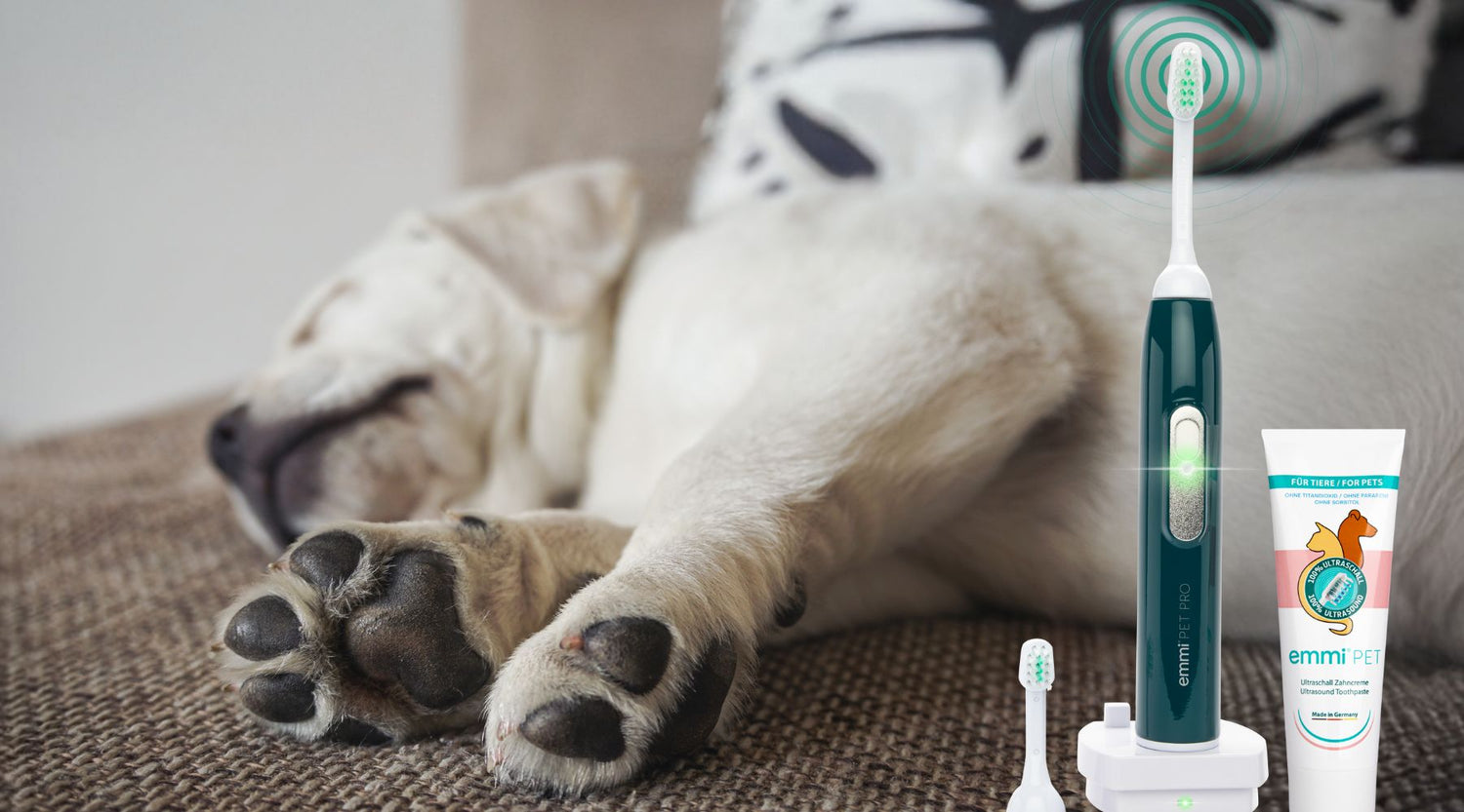 Warum ein neues Jahr auch für deinen Hund ein guter Start ist