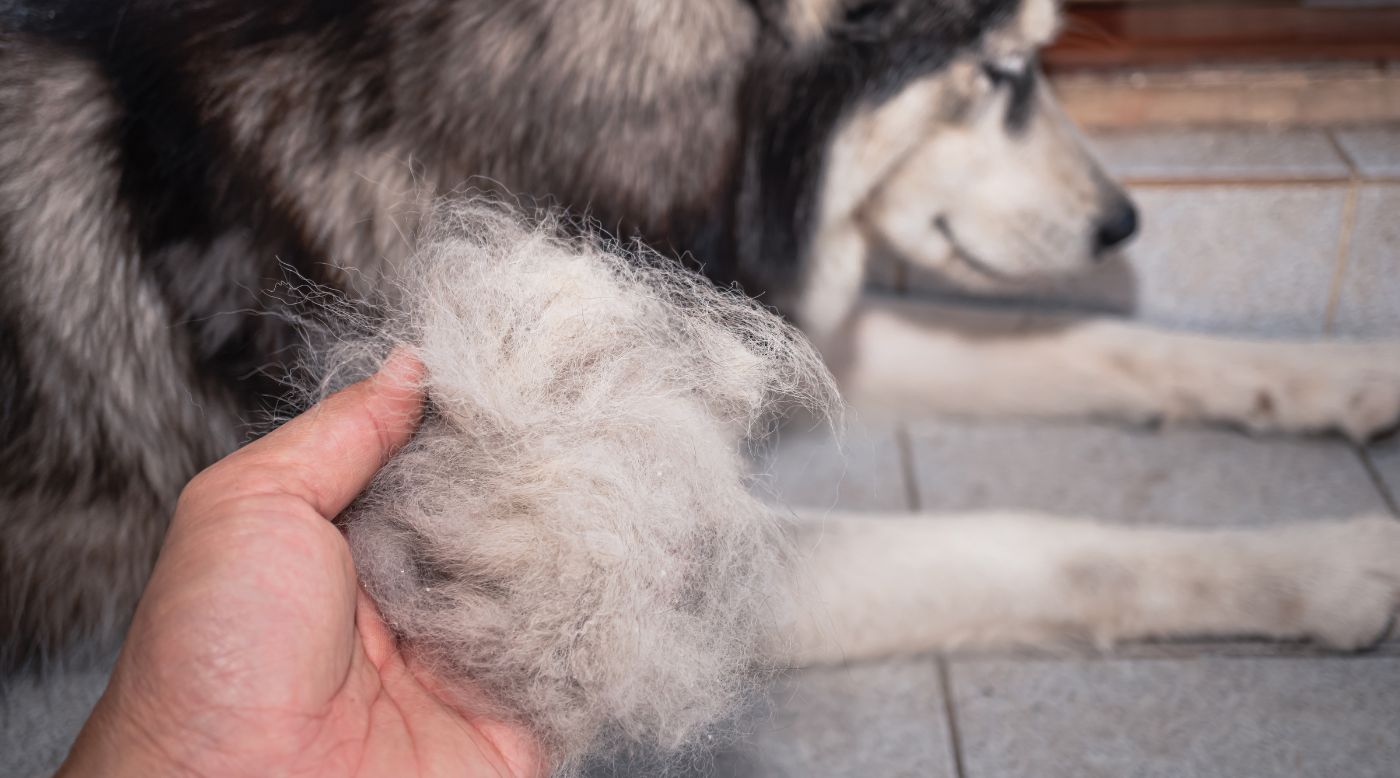 Fellwechsel im Frühling beim Hund: Haut & Immunsystem sanft unterstützen