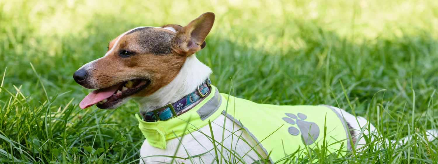 Sicherheit für dich und dein Haustier – Warum Versicherungen so wichtig sind