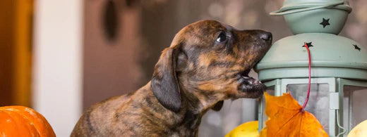 Erste Hilfe bei Bissverletzungen unter Hunden