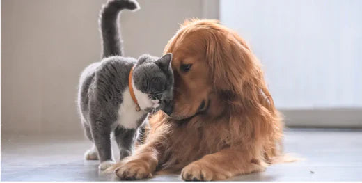 Hunde zur Beruhigung von Angstpatienten