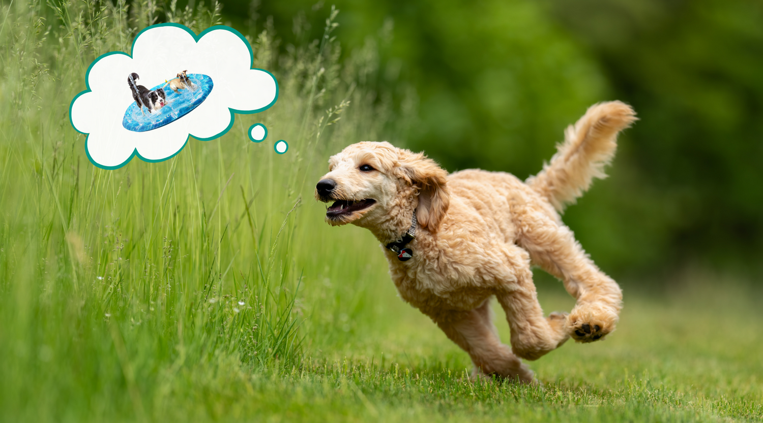 Zerrspielzeug Flamingo in Aktion