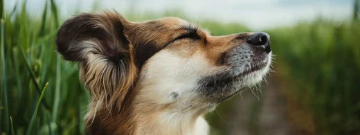 Hund trainieren, im Freien zu schlafen