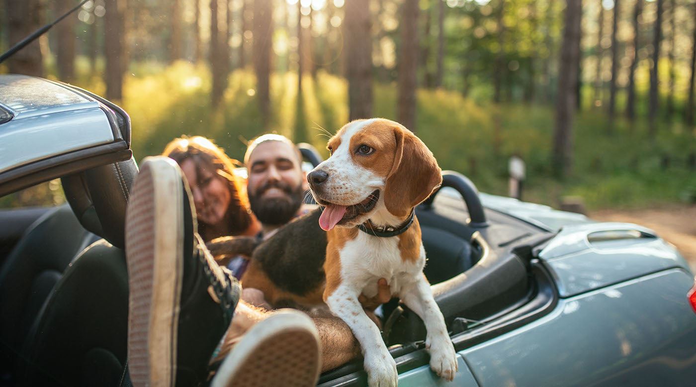 Mit Hund verreisen im Frühling – so wird eure gemeinsame Auszeit wirklich entspannt