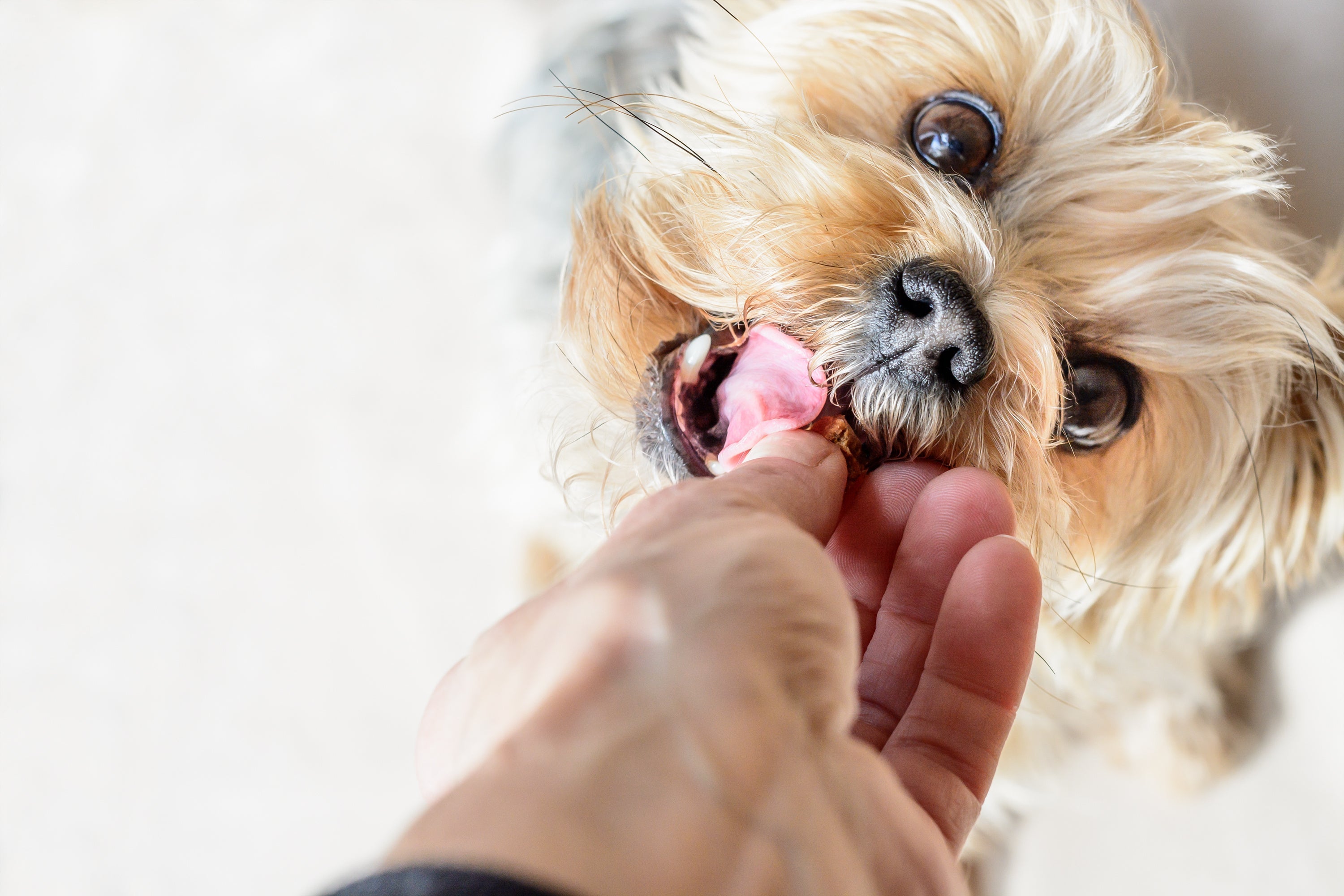 Hund bekommt Leckerli