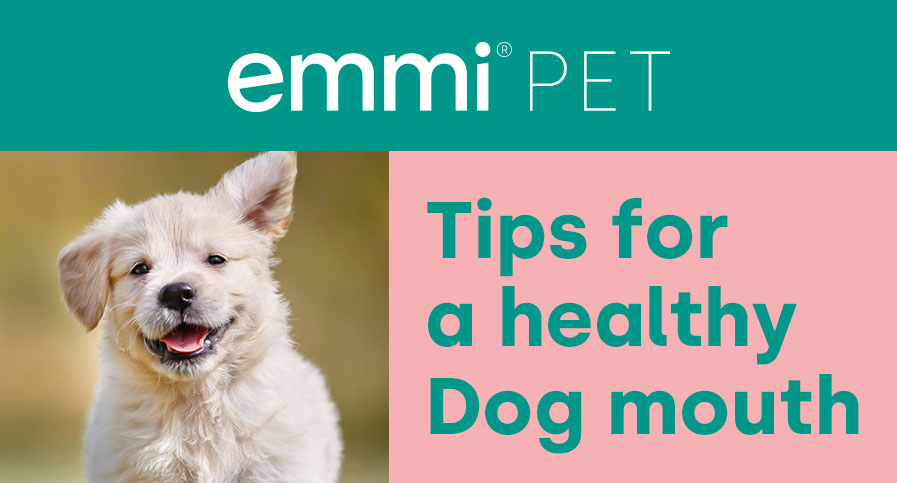 https://emmi-pet.es/media/e0/dd/69/1697618888/emmi_pet_Tipps_Hundemaul_EN.jpg?ts=1697618888